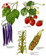 Ornamental crops