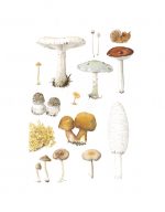 Fungi; A6 105 x 148mm