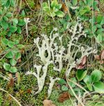 Cetraria cucullata (lichen)