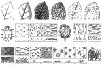 Leaf surfaces (glossary)