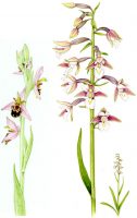 Bee Orchid and Marsh Helleborine